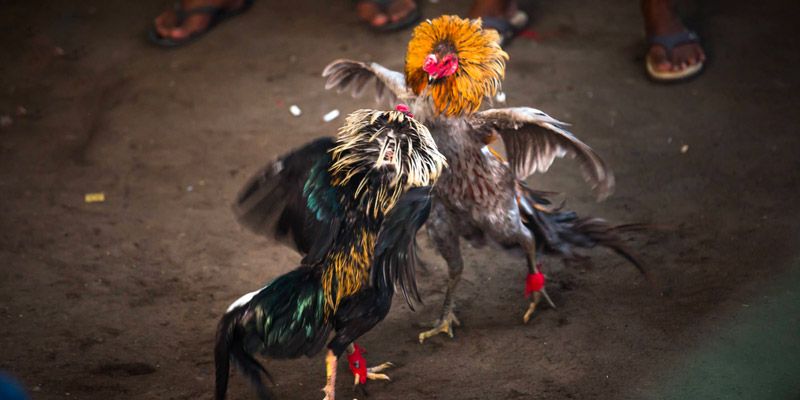 Kinh nghiệm chơi kê cựa sắt hay là hãy ưu tiên chọn cửa nhà cái